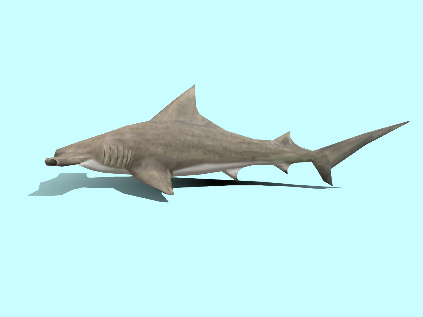 Lowpoly Great Hammerhead 3D model